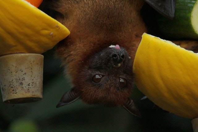 bat eating food
