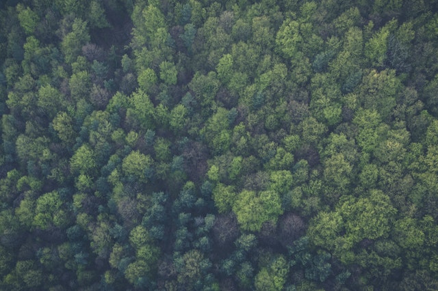 forest view from above