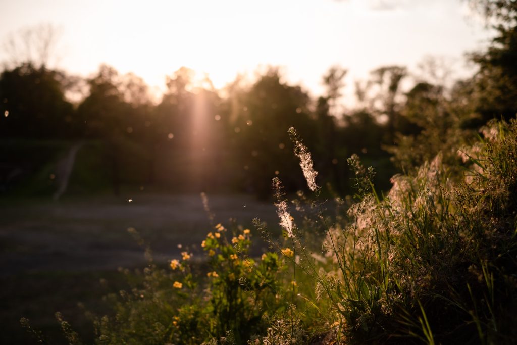 Pollen, a common allergen, floating in the air on a sunny day
