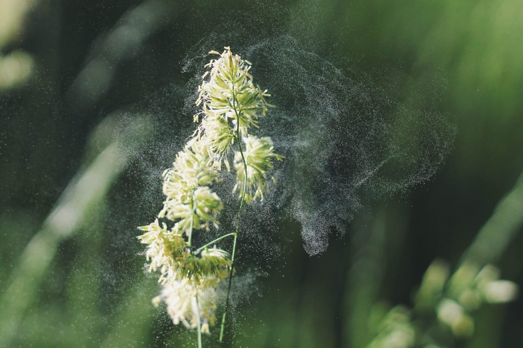 Pollen floating in the wind