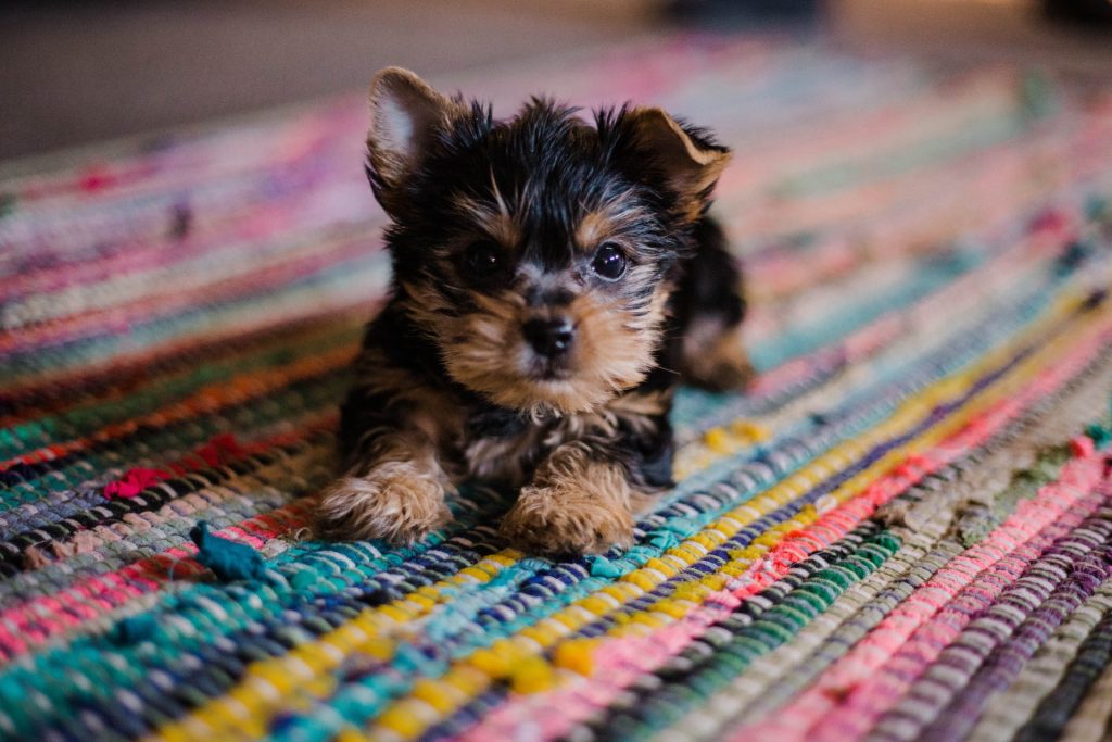 Black and brown puppy