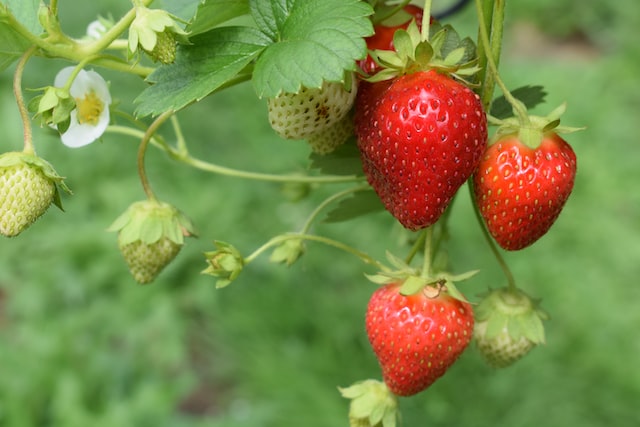 strawberries used as vaccine ingredients