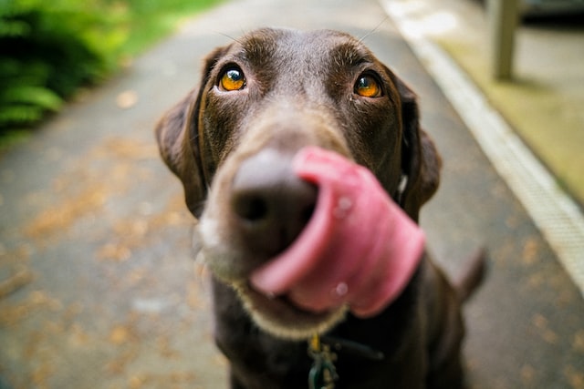 Brown dog sticking his nose out